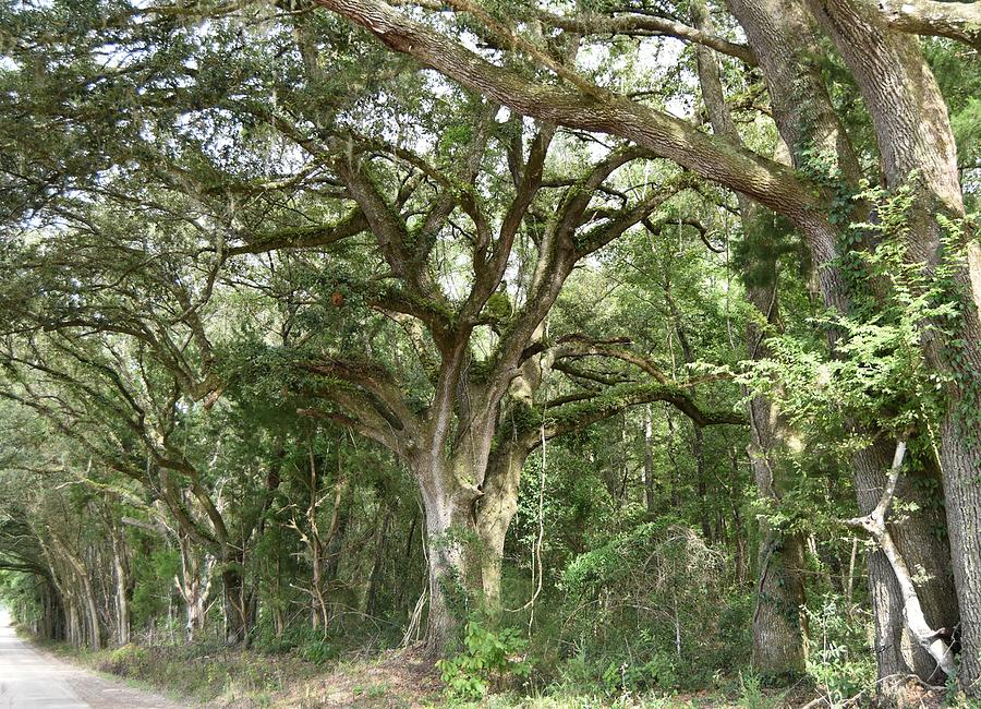 Very Old Live Oak Tree Photograph by Roy Erickson - Fine Art America