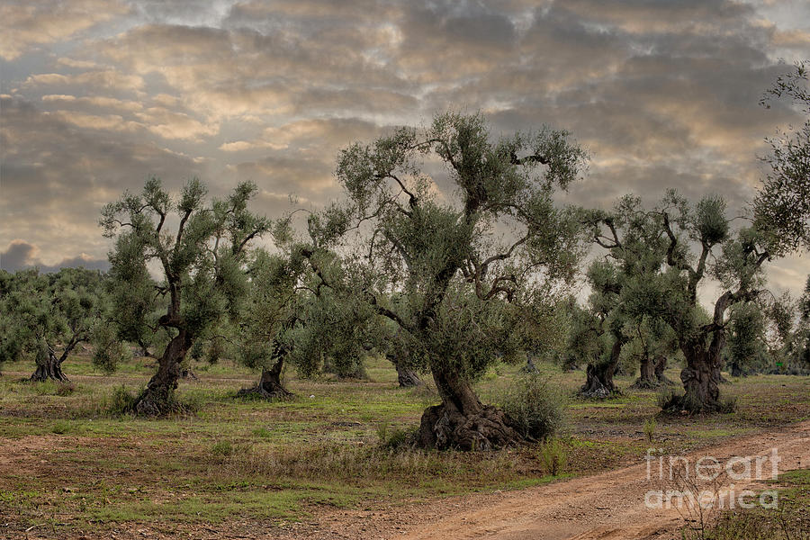 Very old olive trees in Puglia, Italy Photograph by Patricia Hofmeester