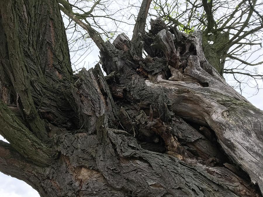 Very Old Treetop after Rejuvenation - Dark Version Photograph by Jan Dolezal