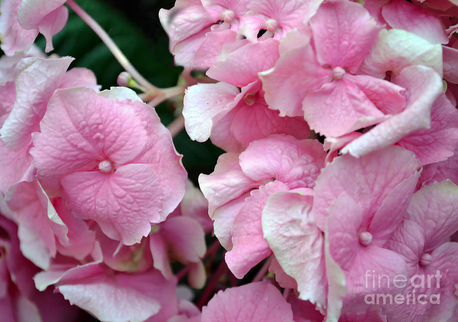 Very Pink Hydrangeas Photograph by Sea Change Vibes