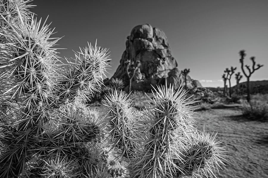 Very Prickly Cholla Cactus Plant Joshua Tree California Joshua Tree National Park Black and White Photograph by Toby McGuire