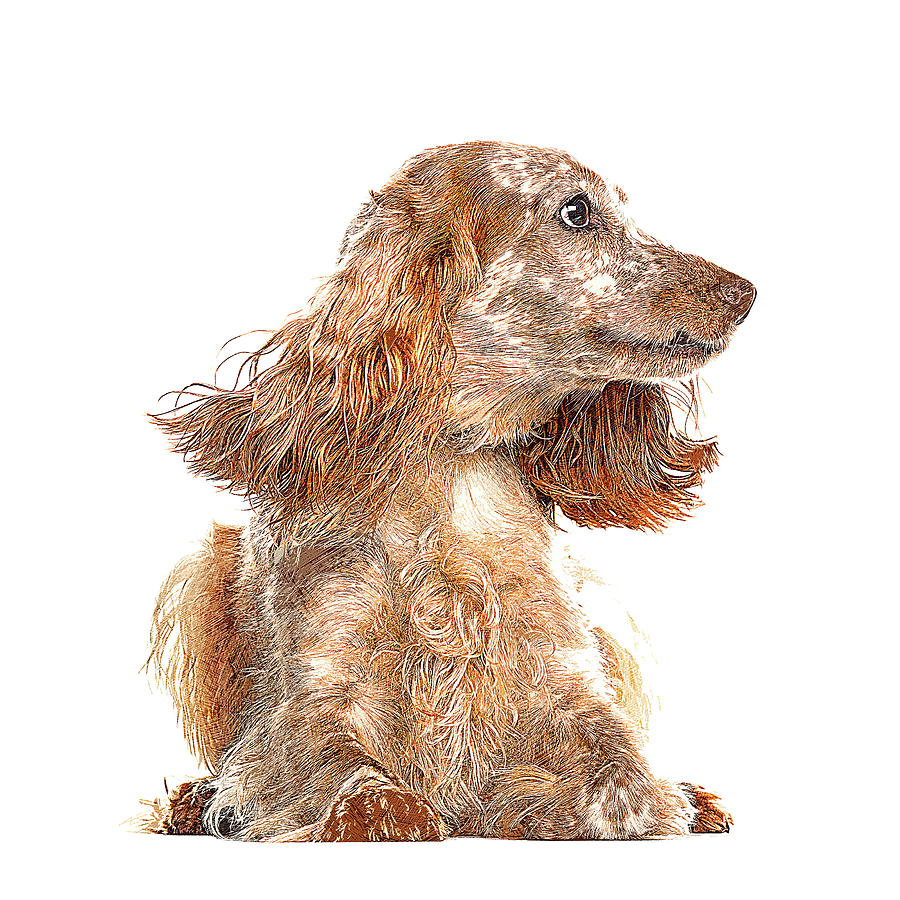 Very Smart Good Looker, English Cocker Spaniel Dog Painting by Custom Pet Portrait Art Studio