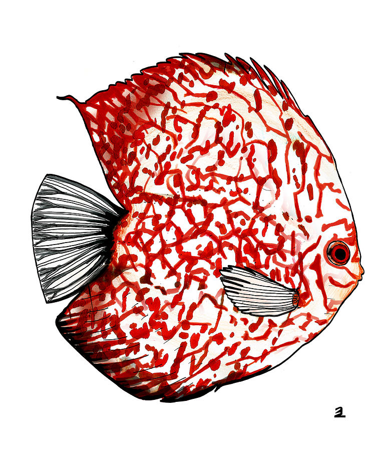 Very striped discus Drawing by Zebrito Art
