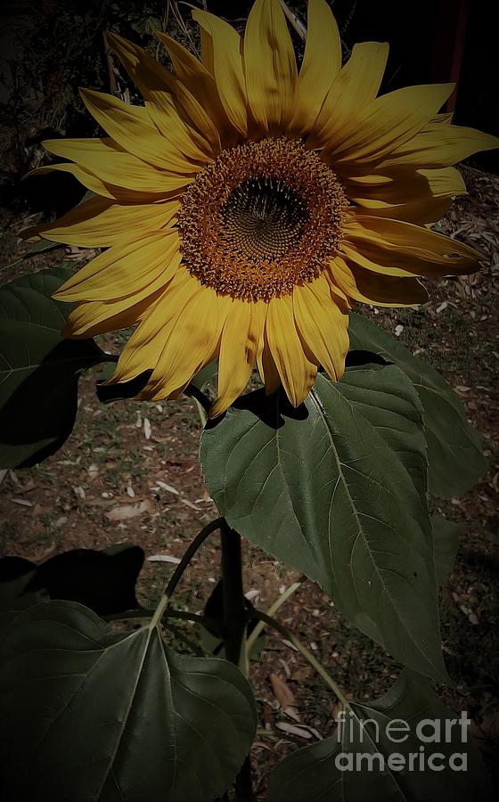 Very Sunflower Day Photograph