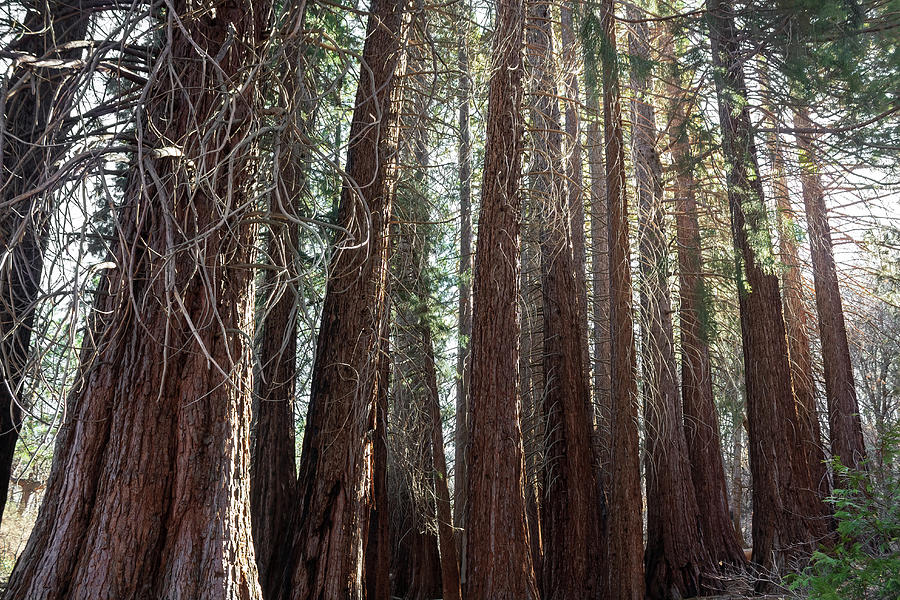 Very Tall Trees Photograph by Alison Frank