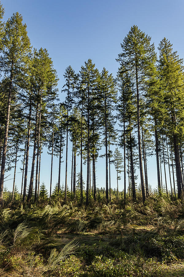 Very Tall Trees Towering Up Above Lush Green Undergrowth Photograph By Taya Johnston