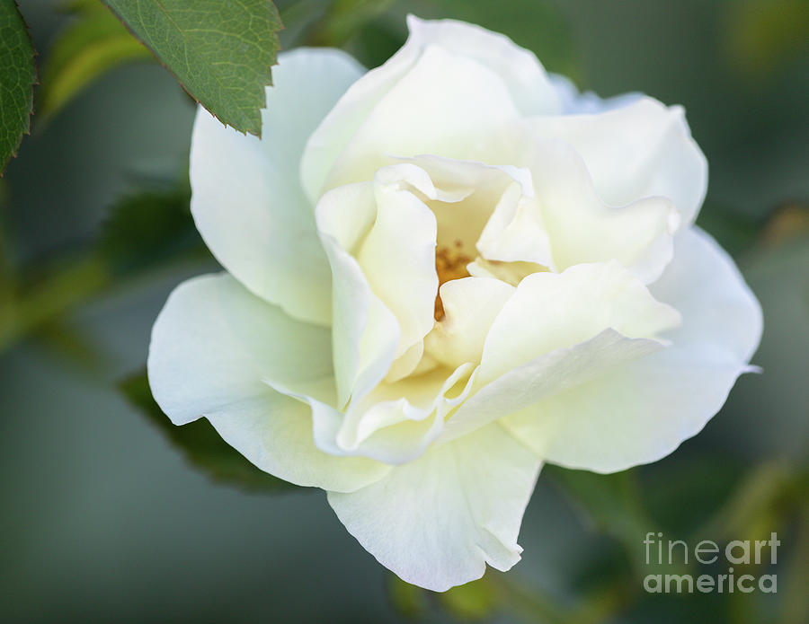 Very White Rose Of Summer Photograph
