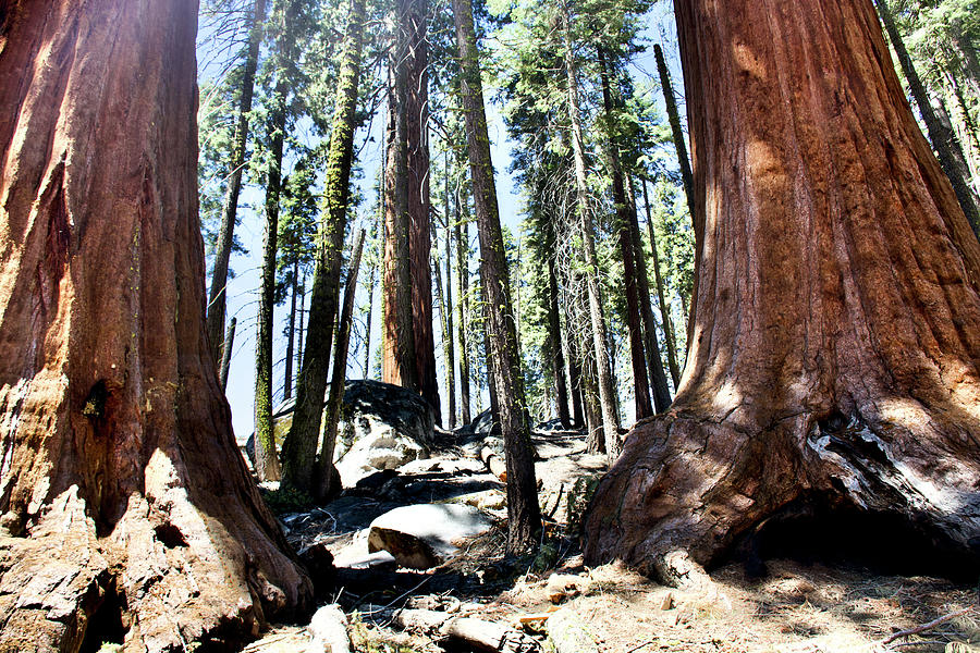 Very Wide Bases of Sequoia Trees along Crescent Meadow Trail in Sequoia National Park, California Photograph by Ruth Hager