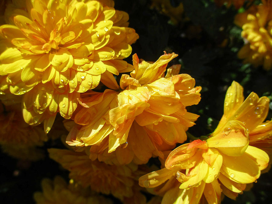 Very Yellow Marigolds Photograph by W Craig Photography