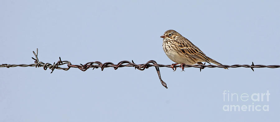 Vesper Sparrow  Photograph by Elizabeth Winter