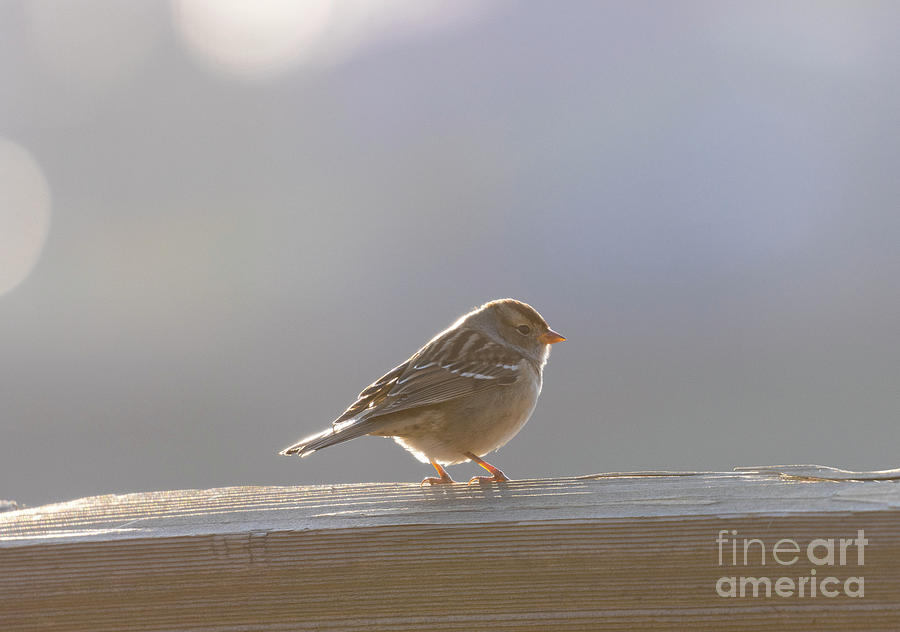 Vesper Sparrow In The Morning Photograph