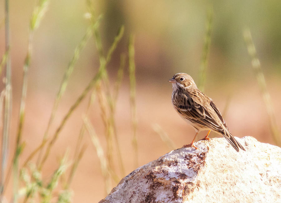 Vesper Sparrow Perched On Rock Photograph