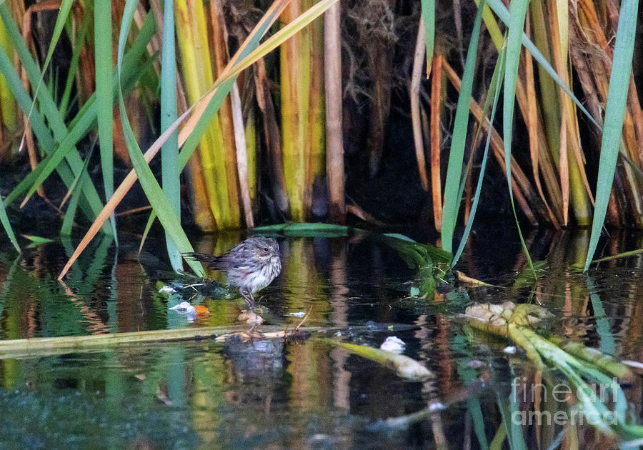 Vesper Sparrow Reflection Photograph