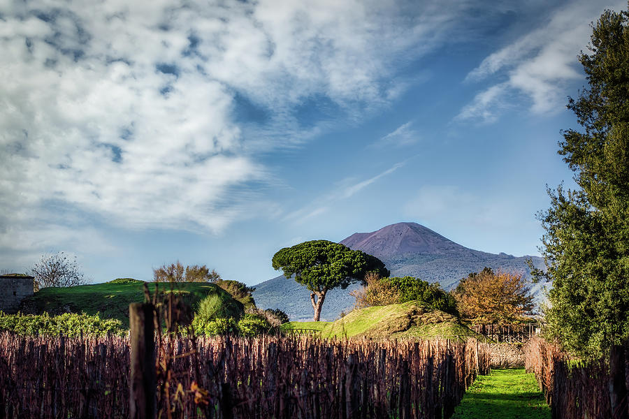 Vesuvius and the Vineyard Photograph by Bill Chizek