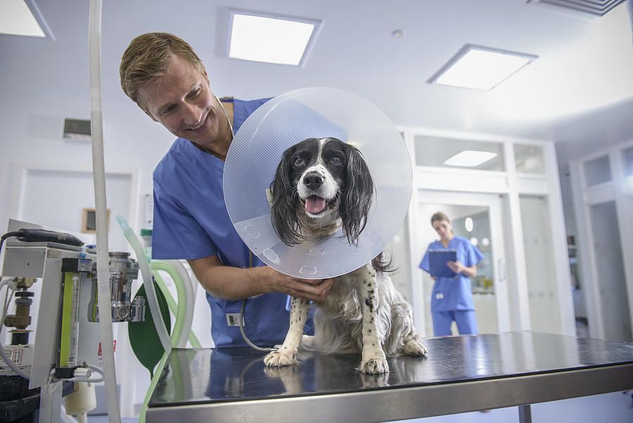 Vet holding dog wearing medical protective collar on table in veterinary surgery Photograph by Monty Rakusen