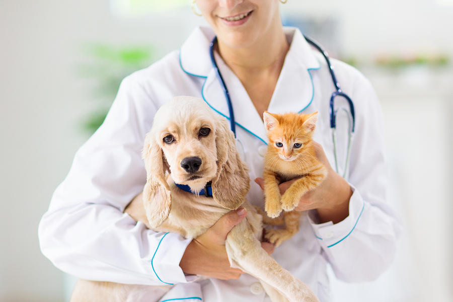 Vet with dog and cat. Puppy and kitten at doctor. Photograph by FamVeld