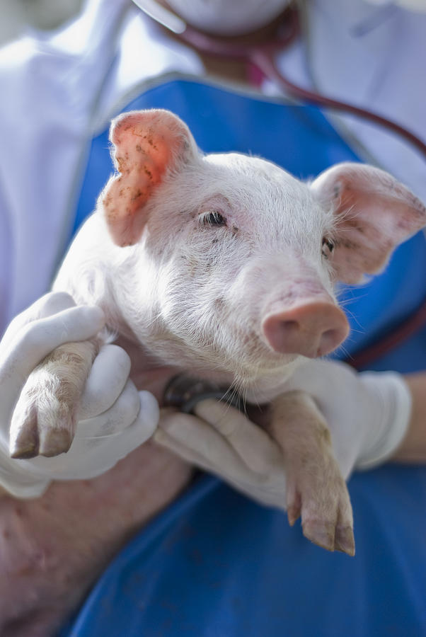 Veterinarian Examine Pig With Stethoscope Photograph by MaXPdia