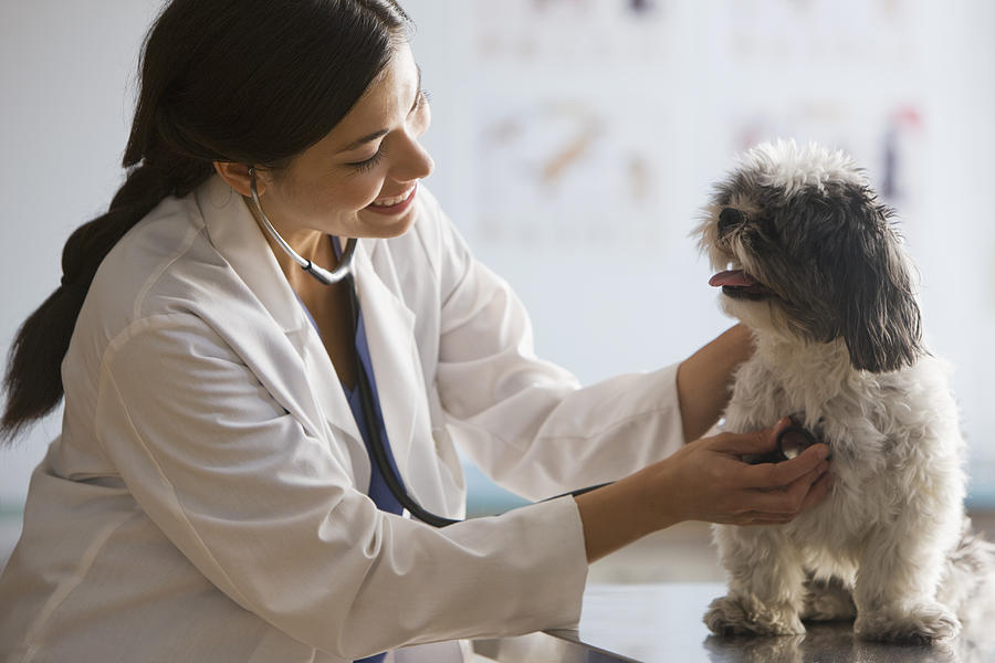 Veterinarian with stethoscope on dog Photograph by SelectStock