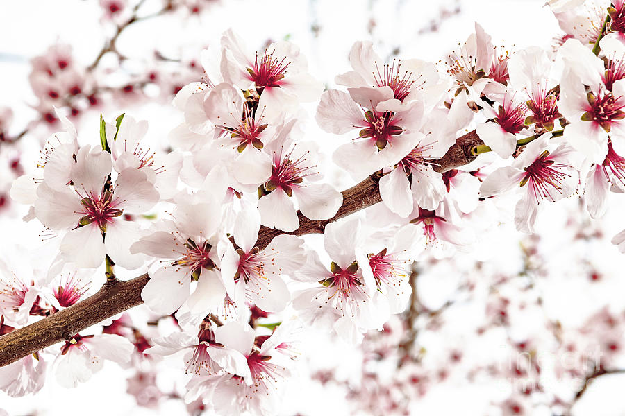 Vibrant Almond Blossoms In Springtime Photograph by Andreas Berthold