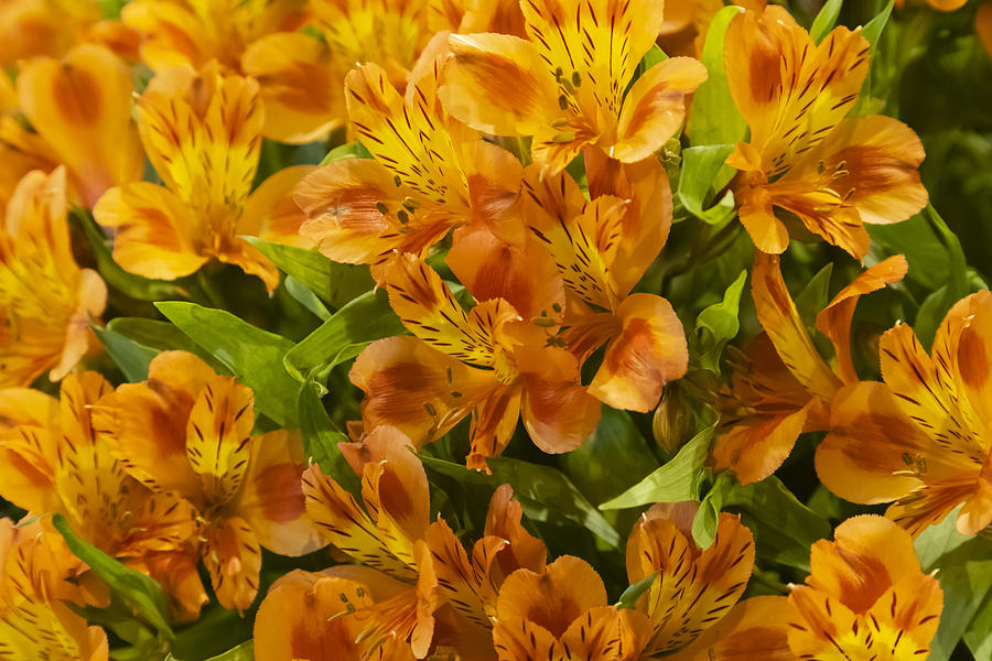 Vibrant Alstroemeria flowers, commonly called the Peruvian lily or lily of the Incas Photograph by Andrew Dernie