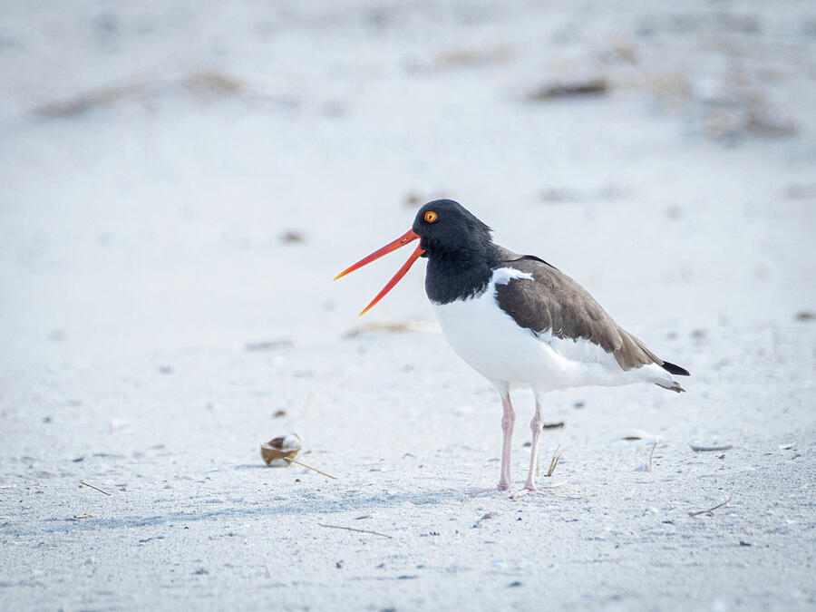 Vibrant American Oystercatcher on a Sandy Beach Photograph by Kristia Adams Vibrant American Oystercatcher on a Sandy Beach Photograph by Kristia Adams