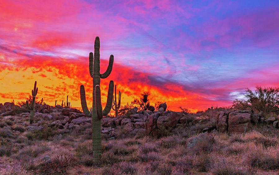 Vibrant Arizona Sunrise With Cactus Photograph by Ray Redstone - Fine ...