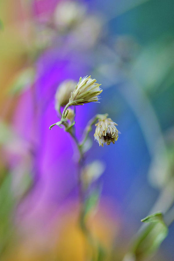 Sunflower Photograph - Vibrant Aura by Az Jackson