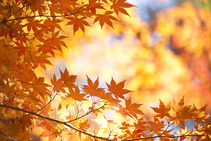 Vibrant Autumn Color Photograph by Ooyoo