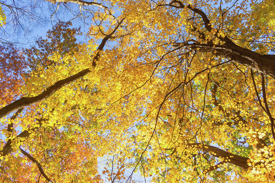 Vibrant Autumn on the Trail Photograph by Auden Johnson