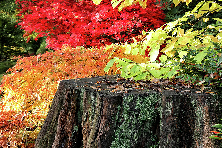 Vibrant Autumn Photograph by Shirley Mitchell
