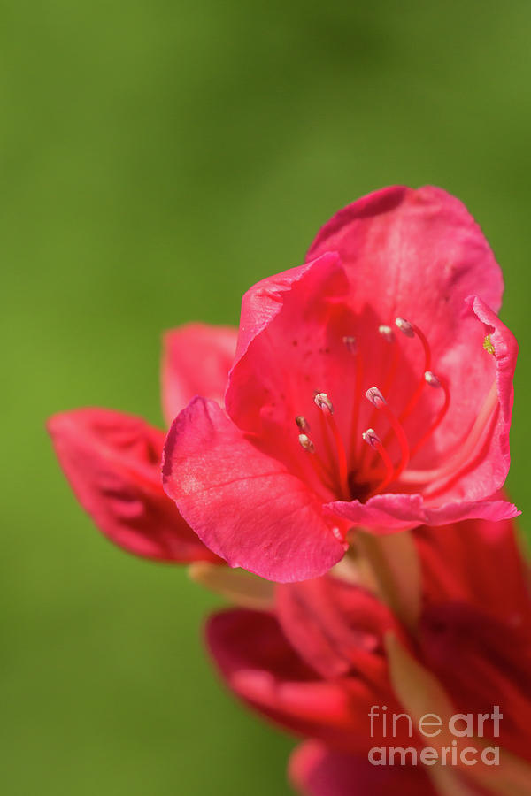 Spring Photograph - Vibrant Azalea Blossom by Nancy Gleason