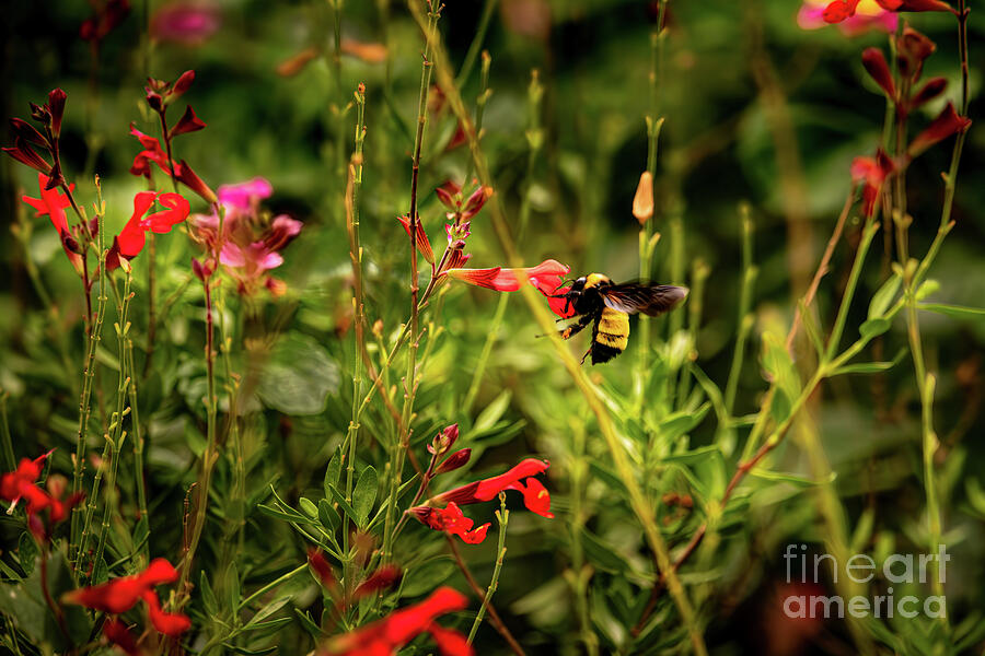 Bumblebee and Texas Sage Blooms - Inks Lake State Park Photograph by Brigitte Blanchette Thompson Bumblebee and Texas Sage Blooms - Inks Lake State Park Photograph by Brigitte Blanchette Thompson