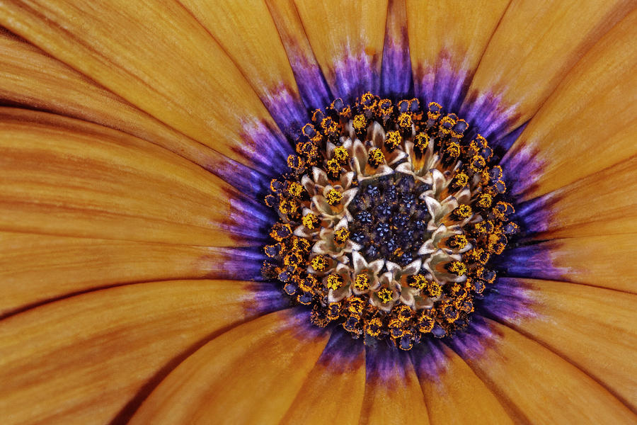 Vibrant Bloom Photograph by Roman Kurywczak
