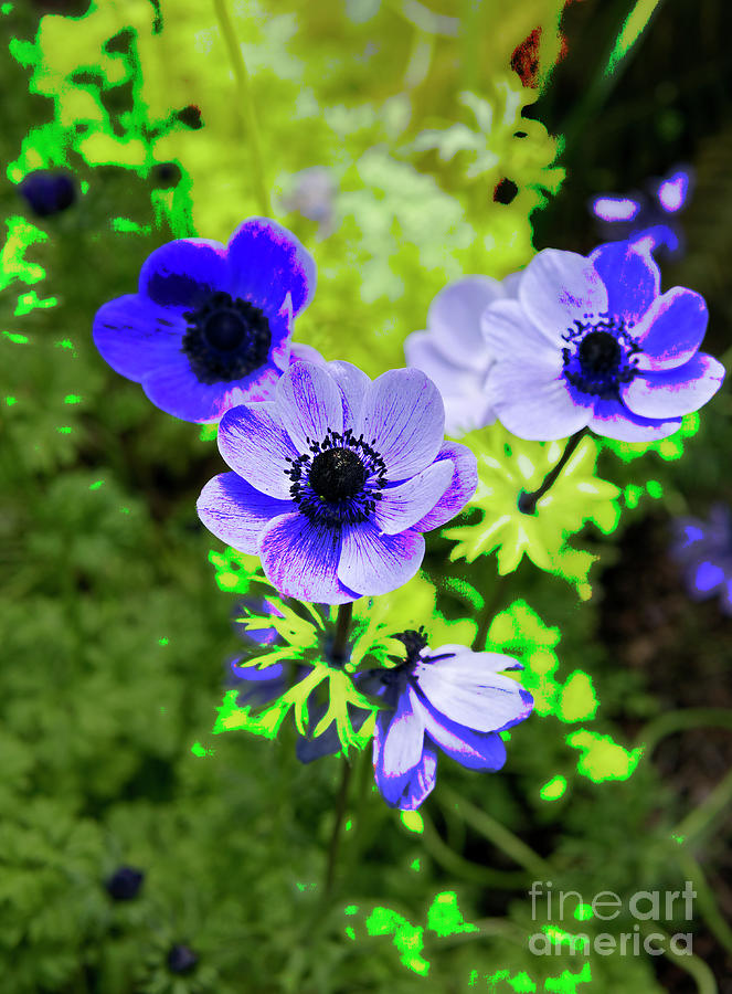 Vibrant Blue Anemone Flowers Photograph by Maria Janicki