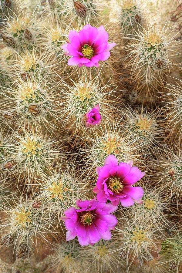 Vibrant Calico Cactus Flowers Photograph by Alexander Kunz