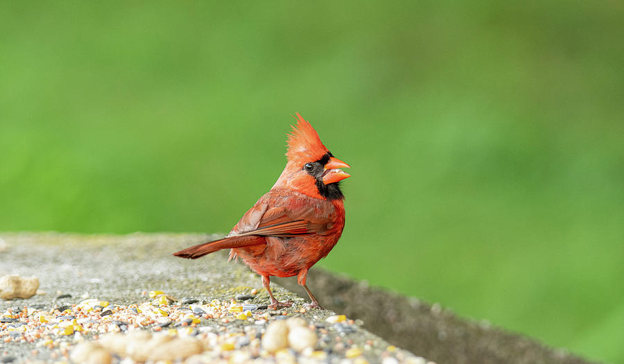 Vibrant Cardinal Chews Nuts While Eyeing the Photographer Photograph by Ilene Hoffman