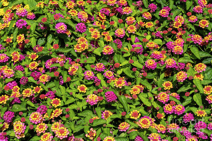 Vibrant Cluster of Pink and Yellow Lantana Flowers Photograph by UA-Visions Vibrant Cluster of Pink and Yellow Lantana Flowers Photograph by UA-Visions
