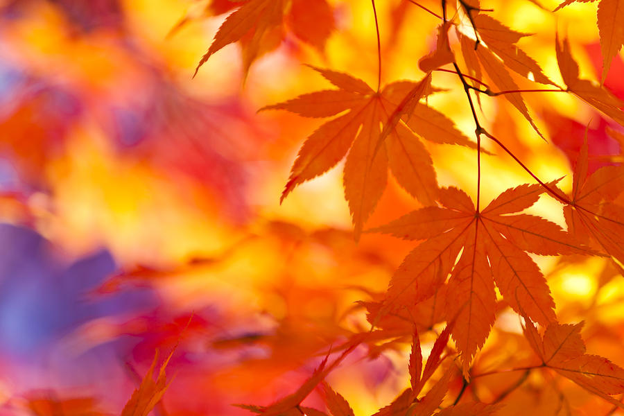 Vibrant Colors of Autumn Leaves Photograph by Ooyoo