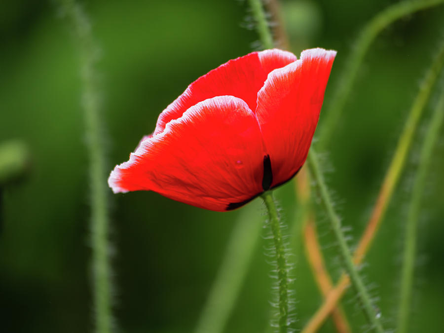 Vibrant Common Poppy Photograph by Rachel Morrison