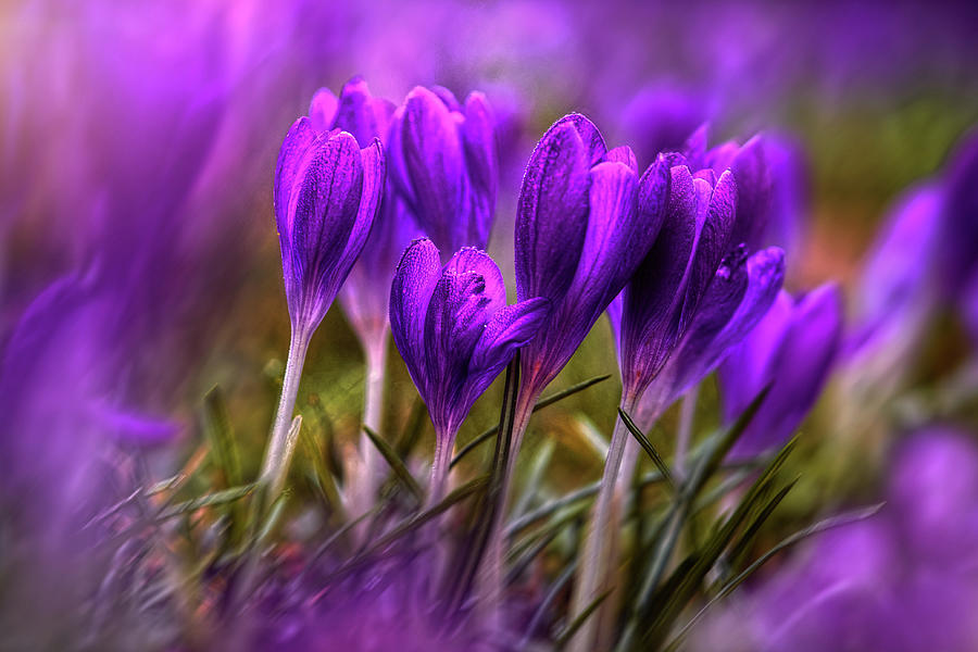 Vibrant Crocuses Photograph by Sabine Schiebofski - Fine Art America