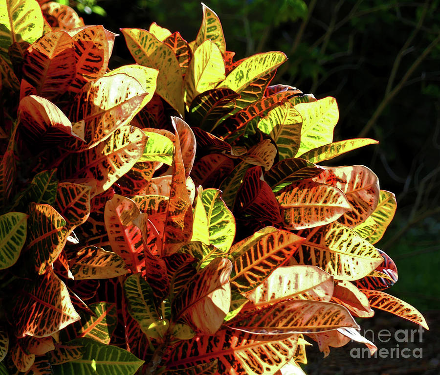 Vibrant Croton Photograph by Sharon Williams Eng