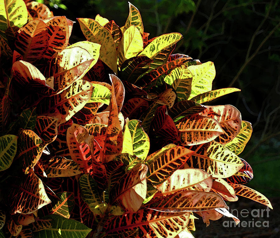 Vibrant Croton Watercolor Mixed Media by Sharon Williams Eng