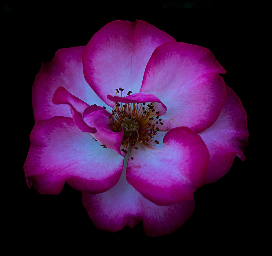 Vibrant Fuchsia Rose Photograph by Len Bomba