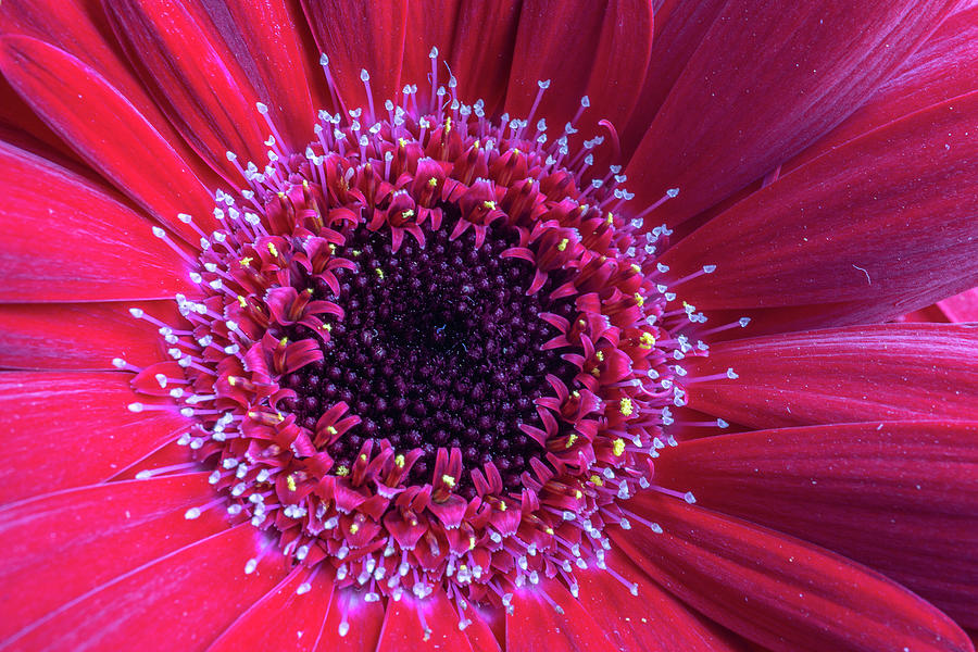 Vibrant Gerbera Daisy Photograph by Linda Howes