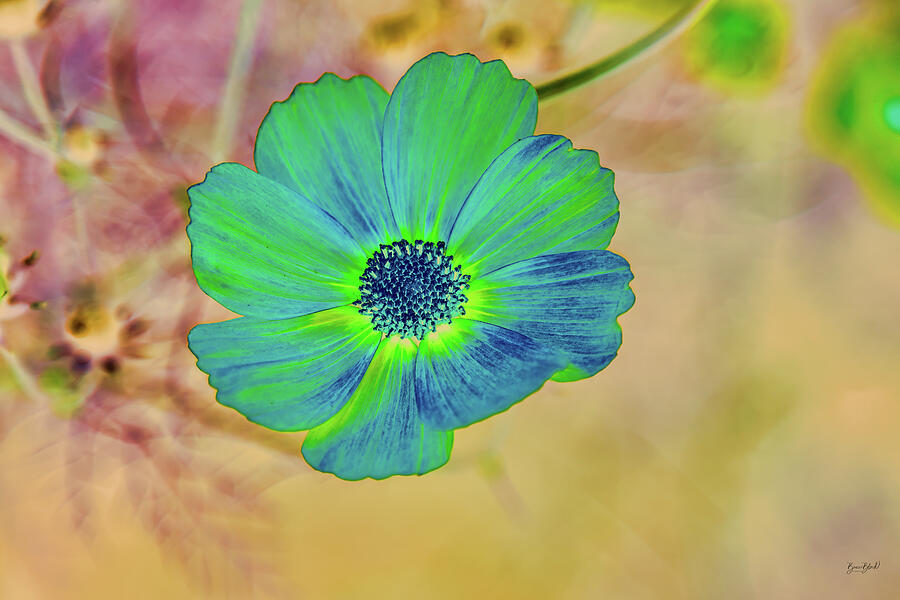 Vibrant Green Flower Against Abstract Background Photograph - Vibrant Green Flower Against Abstract Background by Bruce Block