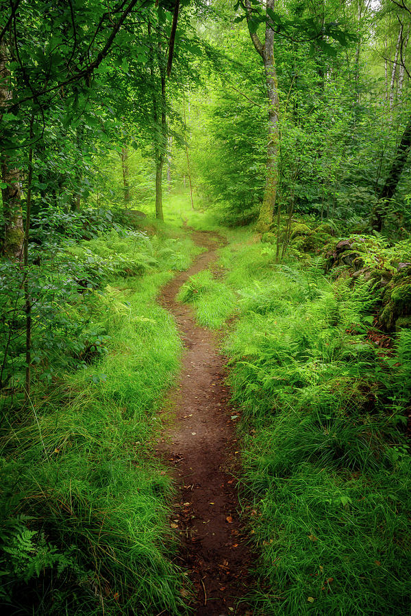 Tree Photograph - Vibrant Green Forest Path by Nicklas Gustafsson