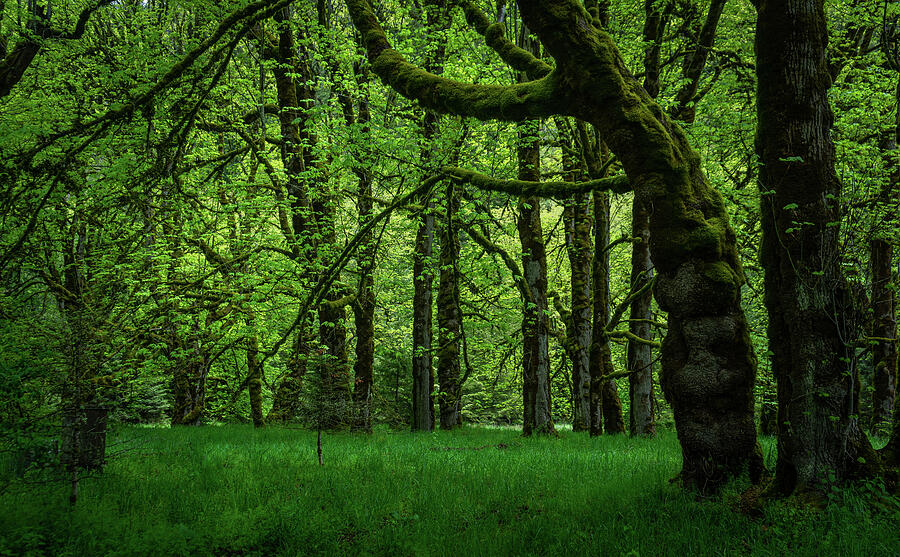 Vibrant Green on Green Photograph by RF Clark Photography - Rob Clark ...