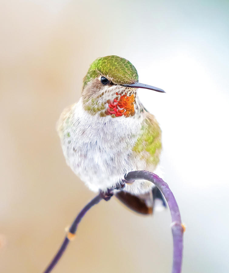 Vibrant Hummingbird Photograph
