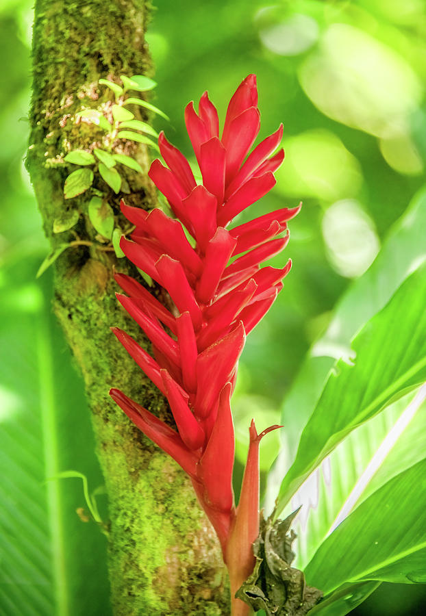 Vibrant in the Jungles of Costa Rica Photograph by Marcy Wielfaert