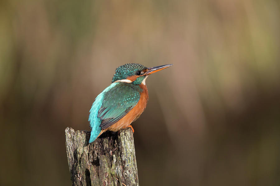 Vibrant Kingfisher Photograph by Pete Walkden